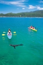 Seals & Sea Kayaking