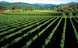 Marlborough Sounds vineyards